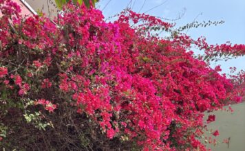 How a Young Kashmiri Girl is Reviving the Koshur Through a Reading Club