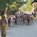 ‘No Grass, No Growth, No Eid’: Stuck in Lowlands Since Pahalgam Attack, Bakarwal Herders Face a Crisis