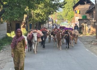 'No Grass, No Growth, No Eid': Stuck in Lowlands Since Pahalgam Attack, Bakarwal Herders Face a Crisis